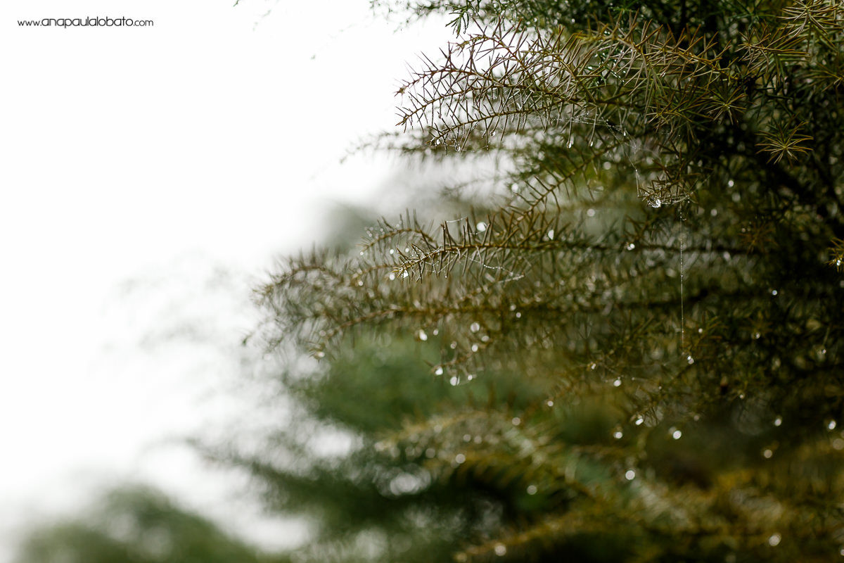 Detalhes da chuva em Gramado no pre wedding de Poli e Gil