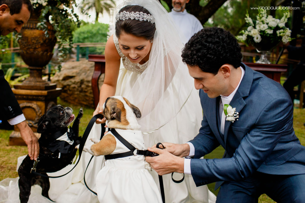 cachorros no casamento