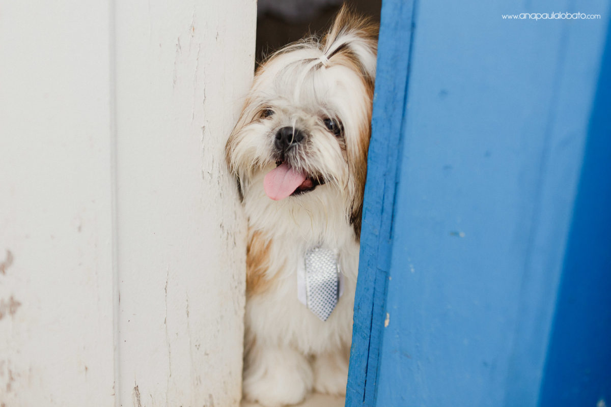 portrait shooting with dogs