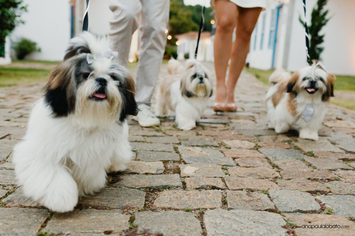 cute portrait shooting with dogs